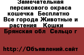 Замечательная персикового окраса кошечка. Бесплатно - Все города Животные и растения » Кошки   . Брянская обл.,Сельцо г.